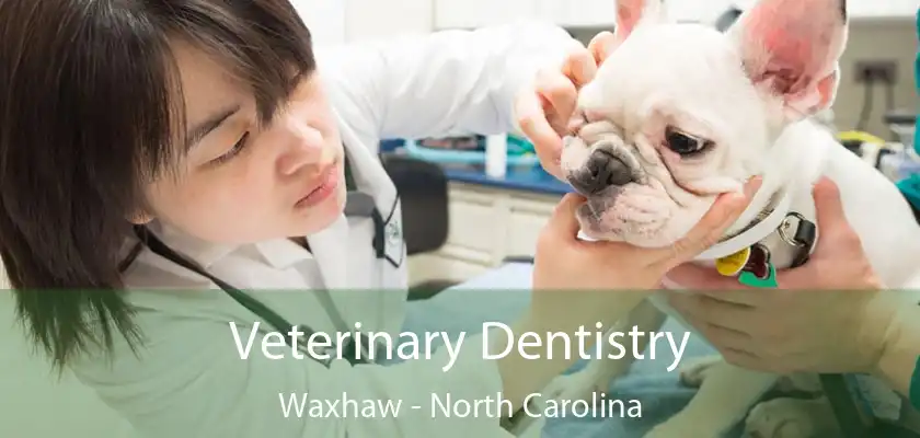 Veterinary Dentistry Waxhaw - North Carolina