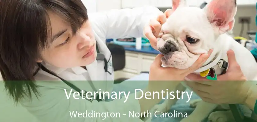 Veterinary Dentistry Weddington - North Carolina