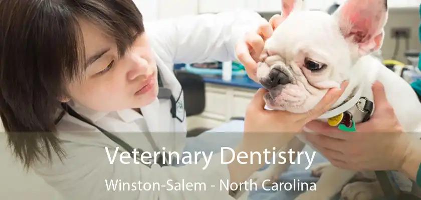 Veterinary Dentistry Winston-Salem - North Carolina