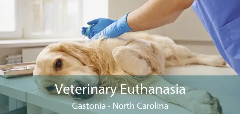 Veterinary Euthanasia Gastonia - North Carolina