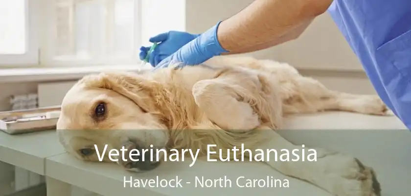 Veterinary Euthanasia Havelock - North Carolina