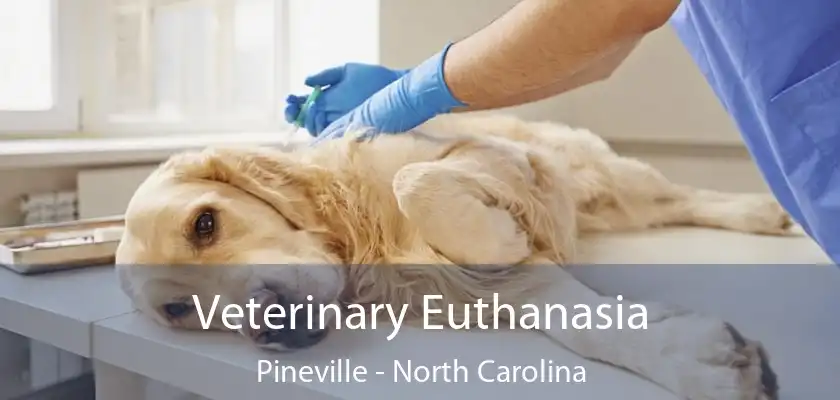 Veterinary Euthanasia Pineville - North Carolina