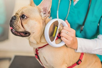 animal microchipping in Stanford