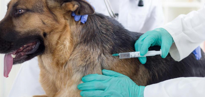 dogs vaccination in Tujunga